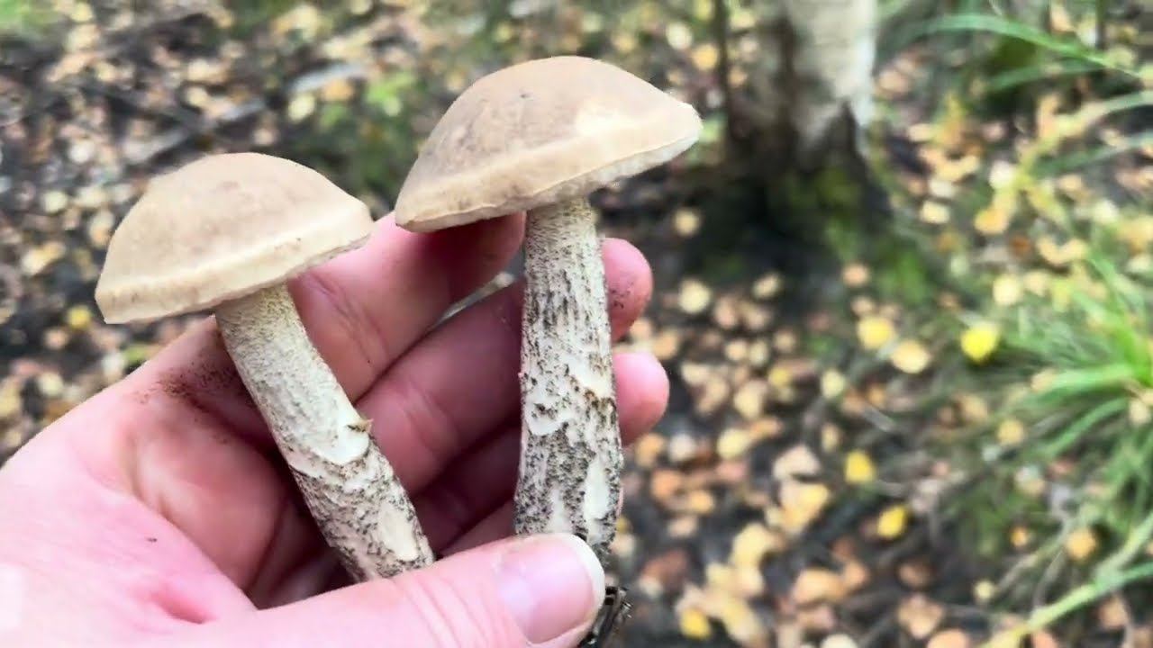 ГРИБЫ не выпускали из леса))) ОТЛИЧНАЯ ОХОТА смотреть онлайн