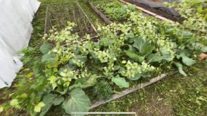 14.06.25 Народная защита капусты! пробуем! мой огородный дождливый день