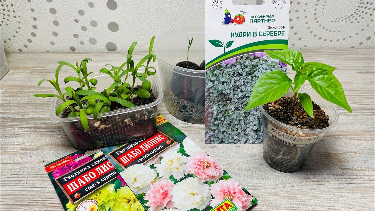 11.02.24 Рассада. Почему плодоносит мой перец и как сделать полного спектра досветку! смотреть онлайн