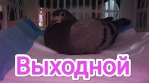 29-01-2026. Выходной.