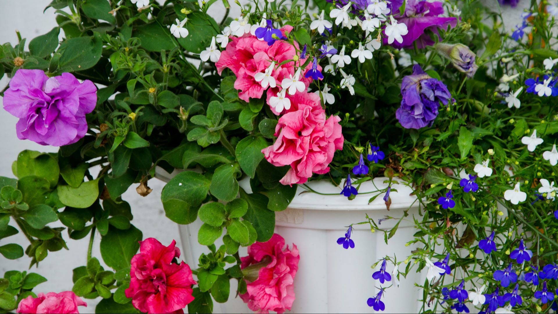 Уже некуда девать! Лобелия, петуния и их черенки на сегодня. Совсем неожиданный сюрприз. смотреть онлайн