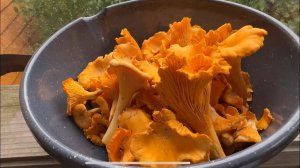 За грибами! Как вкусно заморозить лисички в конце видео.