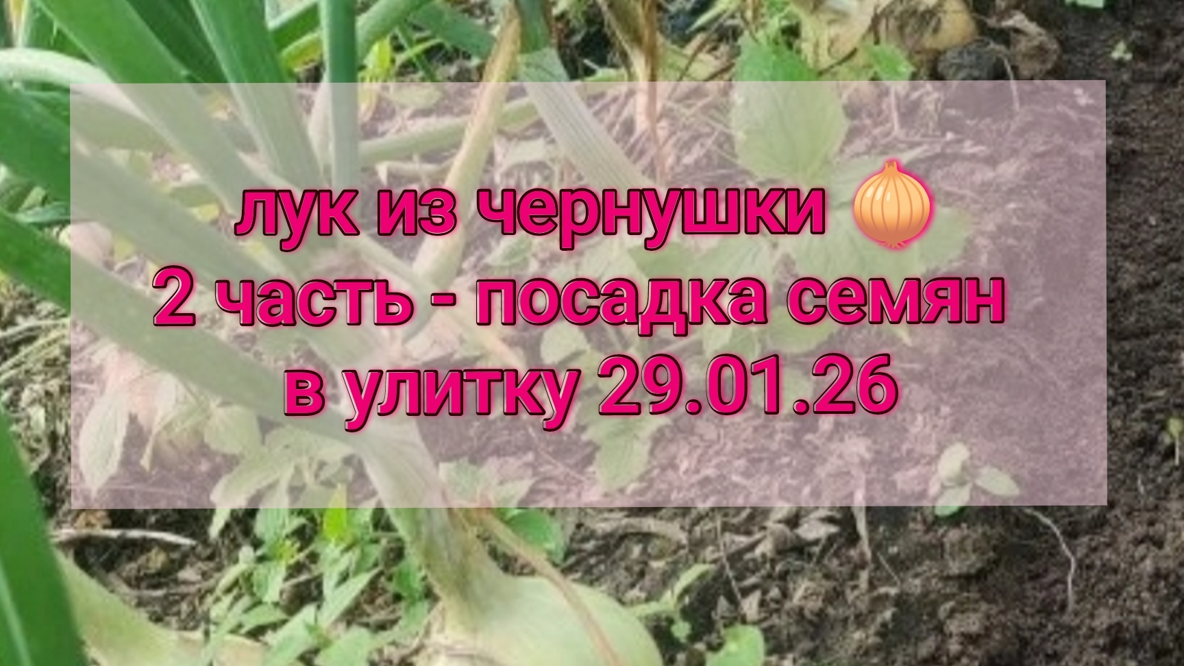 Лук из семян за один сезон 2 часть - посадка семян в улитку смотреть онлайн