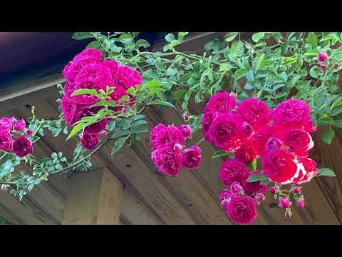 22.07.22 плетистая РОЗА расцвела! Как дела в деревне… смотреть онлайн