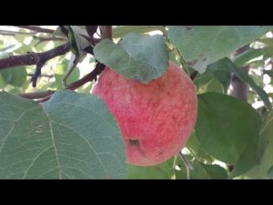 Как, чем и зачем я крашу яблони в конце октября.