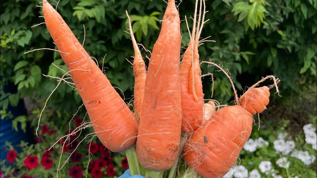 08.07.23 Влог. Наконец-то я с перцами, мульчирую, вершинка смотреть онлайн