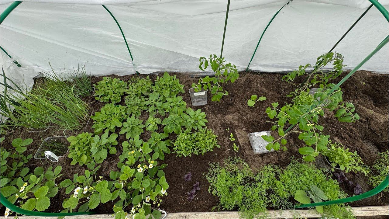 9-10.05.25 холодно, высаживаю томаты, в теплице битком! смотреть онлайн