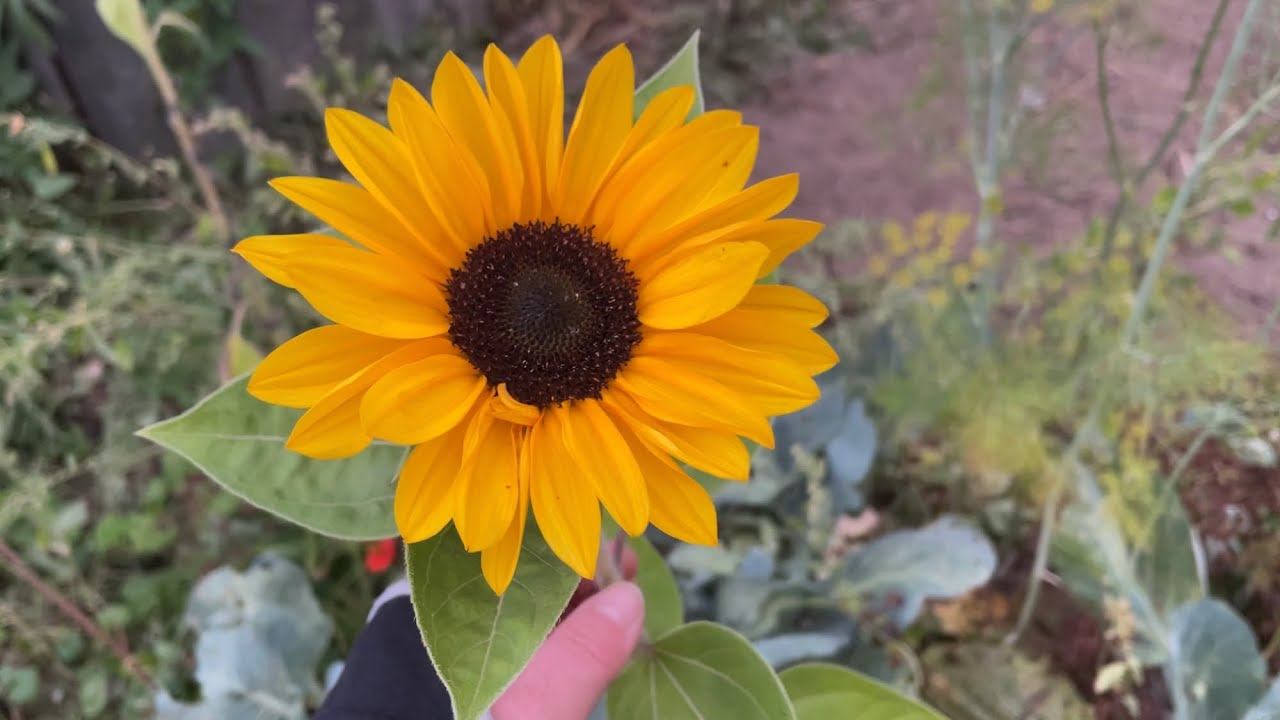 Влог 09.09.22 убирать Помидоры или оставить? Заморозки были… смотреть онлайн