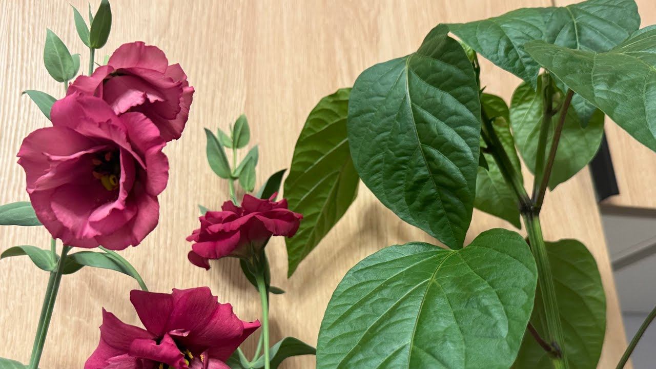 30.04.25 везём деревья перцев на майские! Холодрыга! смотреть онлайн