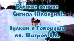 Русских гончих Сигнал, Вулкан и Говоруша Шатрова В.А. #охотасгончей#собака #животные #топ #hunting