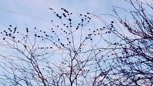 Скворцы на дереве VID_20260128_160529