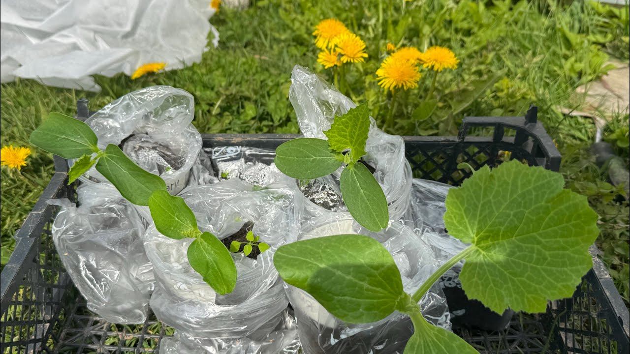 17.05.25 огородный влог: томаты страдают, арбузы сгнили, картошку посадила смотреть онлайн