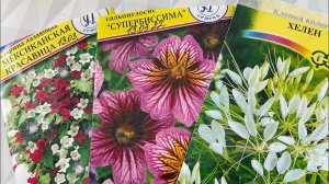 Сальпиглосис, Азарина и Клеома! 20дней рассаде. МОИ НОВИНКИ