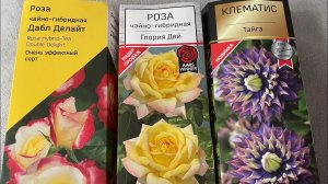 ИЗ КОРОБКИ! Розы и Клематисы посадка в горшки, дотянуть до лета!