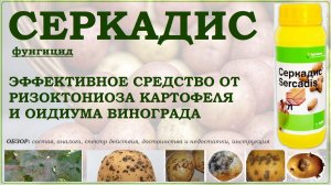 Серкадис - эффективное средство от ризоктониоза картофеля и оидиума винограда. Обзор фунгицида