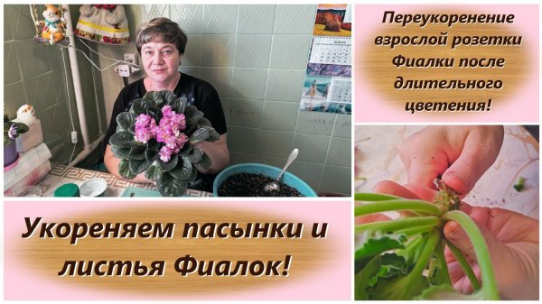 Переукоренение взрослой розетки Фиалки после длительного цветения! Укореняем пасынки и листья Фиалок