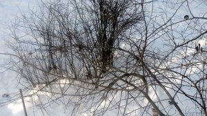 Синицы за окном