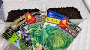 Посадила КАПУСТУ и базилик))) 23.03.22