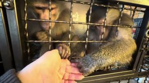 Степа с Люсей стали примерными детьми, лишь бы я их пустила к Анфисе с Маней😁