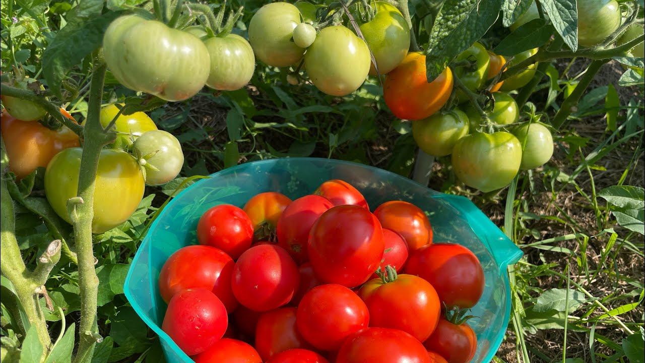 ВЛОГ 20.08.22 неделя в деревне, посеяла, заготовила, покрасила))) Родник смотреть онлайн