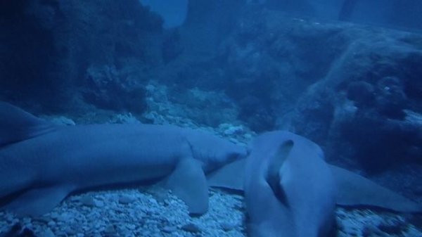 Усатая акула-нянька. Акулы спят. Спящие акулы. Океанариум РИО