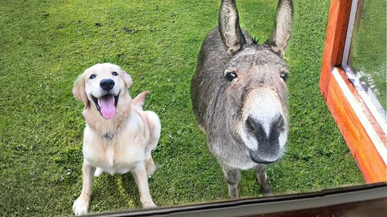 Моя собака привела друга. Мы не ожидали такого поворота 😭