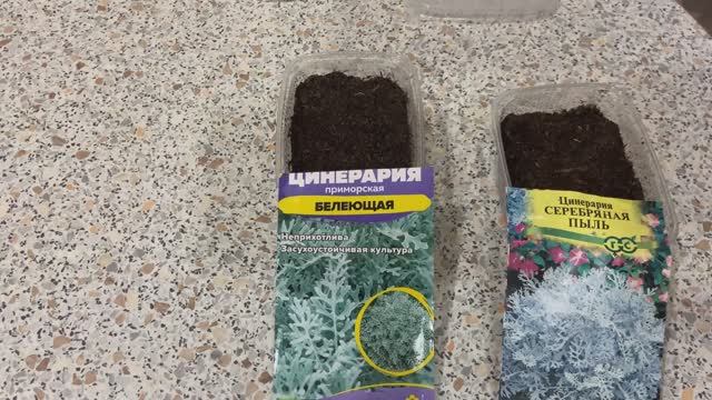 Цинерария посев 28.01.26 Серебряная пыль, Приморская белеющая. смотреть онлайн