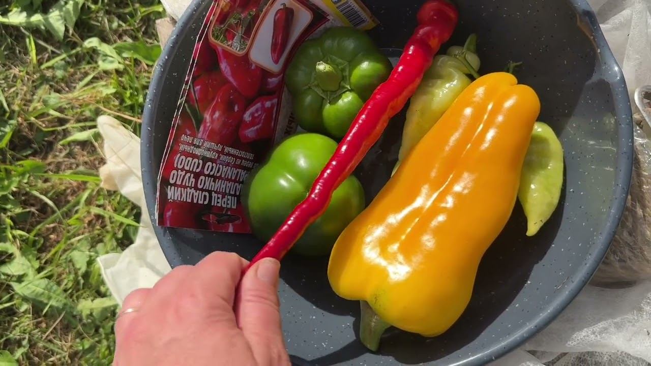 03.08.24 огородный влог: квашу, стригу, собираю! смотреть онлайн