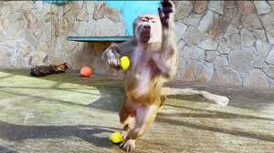 Кричат, радуются - встреча с Люсей, Стёпой, Маней! Степа прыгнул к нам с радостью- его похвалили!