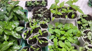 Моя рассада на 12.03.22 ЧТО ВЫРОСЛО?