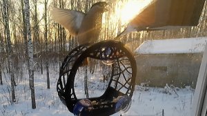 Снегирьзилла!