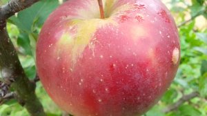 разговор по поводу просмотра ролика Маценко  "Интенсивное садоводство на приусадебном участке.