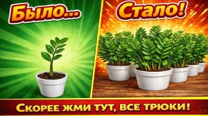 Размножаю ЗАМИОКУЛЬКАС ТАК, что девать некуда, рабочая эффективная схема