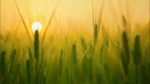 5152-из Гарыныч ВЕТЕР-Собственность Господа!-(песня души)