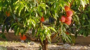 Сеянцы персика, продолжение ,часть 2 .