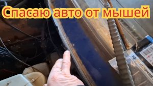 Как спасти свой автомобиль, от мышей и крыс