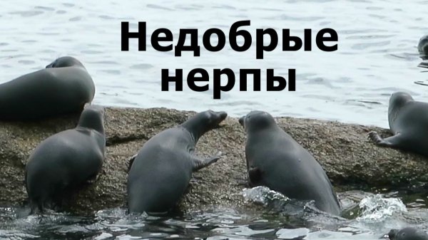 Недобрые нерпы
