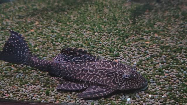 Парчовый птеригоплихт. Птеригоплихт. Сомик. Рыбки. Чудо-рыбка-сом. Океанариум РИО смотреть онлайн