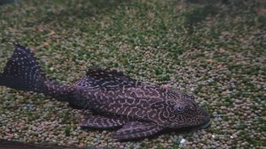 Парчовый птеригоплихт. Птеригоплихт. Сомик. Рыбки. Чудо-рыбка-сом. Океанариум РИО