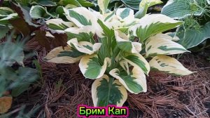 хоста Брим Кап в коллекции моего сада