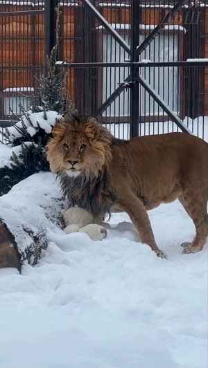 Лев Шерхан. Папа подарил игрушку.