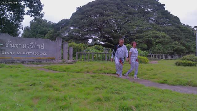 (Гл.2) Giant Raintree (Monkey Pod Tree) Гигантское дерево в Канчанабури Таиланд