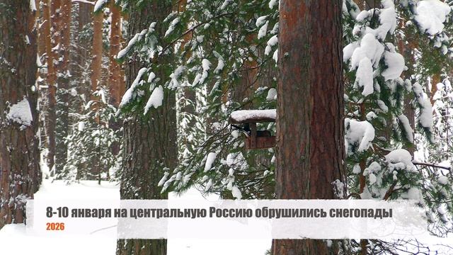 Дневник натуралиста: наблюдение за  природой в средней полосе России Январь 2026г