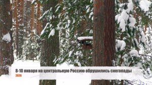 Дневник натуралиста: наблюдение за  природой в средней полосе России Январь 2026г