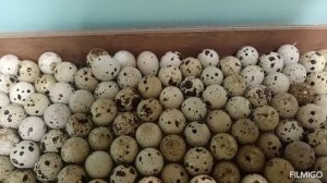 Радонежский перепел. Инкубация и вывод.