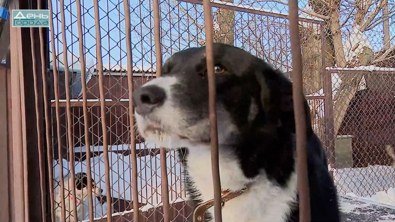 Помощь животным смотреть онлайн