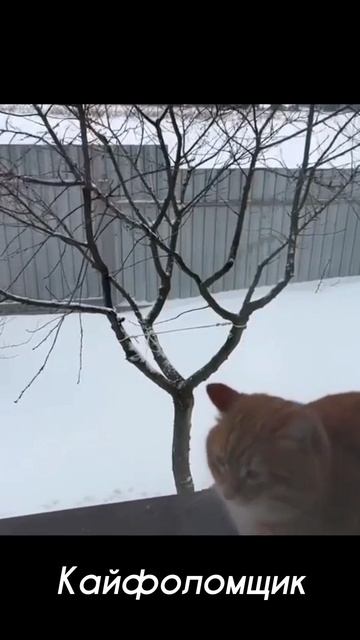 Кайфоломщик