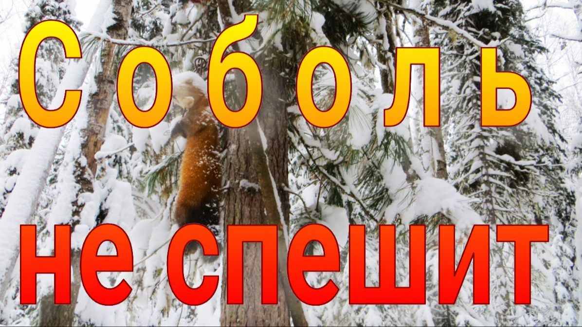 Соболь топчется у капканов но не идёт завёлся профессор разобрал установку пара соболей попалась смотреть онлайн