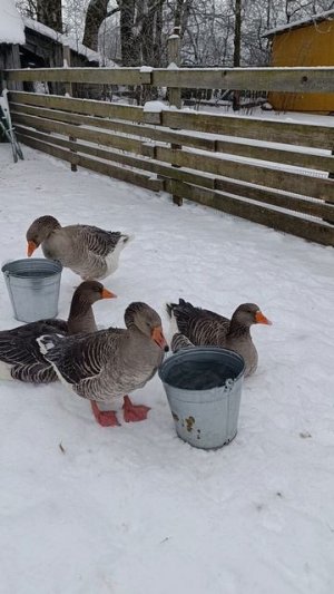 Согреваю гусей 🪿 в мороз ❄️