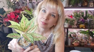 Пересадка маленькой аглаонемы, обзор аглаонем